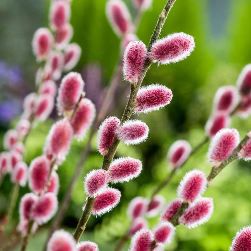 Rzsaszn barkafz (Salix gracilistyla)
