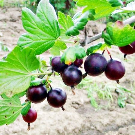 Anna viksne egres  kevs tvis fajta (Ribes uva-crispa)