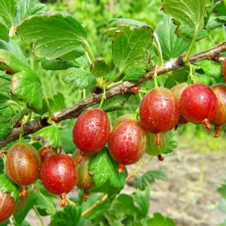 Kolobok egres (Ribes uva-crispa)