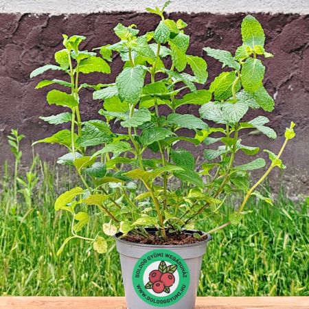 Menta (Mentha sp.)