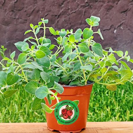 Oregano (Origanum vulgare)