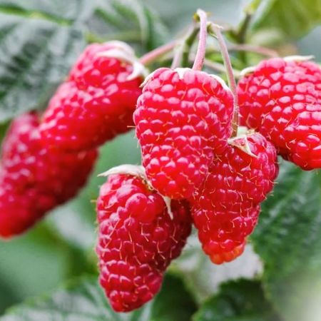 Patricija mlna - tskementes (Rubus idaeus)