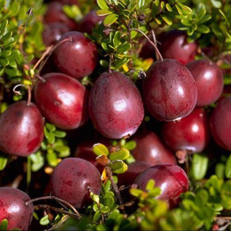Red star tzegfonya (Vaccinium macrocarpon)