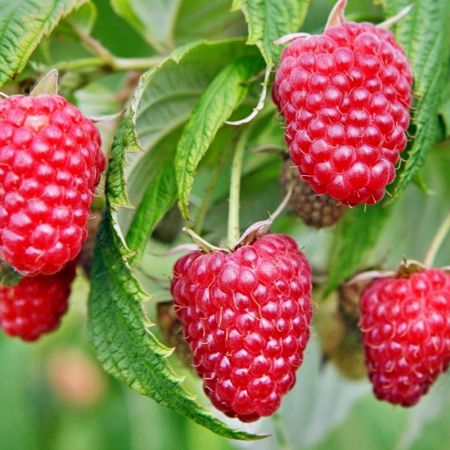 Seherezde mlna (Rubus idaeus)