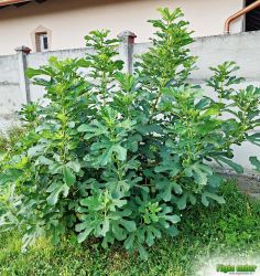  Fge (Ficus carica)