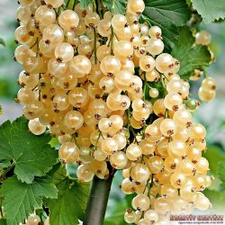 Fehr ribizli (Ribes rubrum)