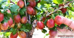 Pax egres - tskementes (Ribes uva-crispa)