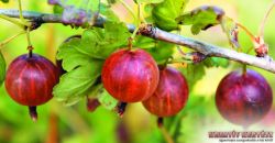  Rita egres - tskementes (Ribes uva-crispa)