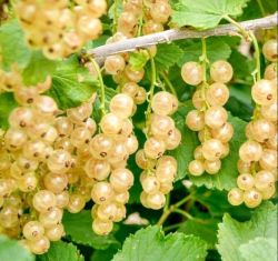  Valko ribizli (Ribes rubrum)