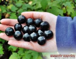  Veloj fekete ribizli (Ribes nigrum)