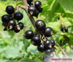  Vernisazh fekete ribizli (Ribes nigrum)