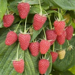  Baron mlna (Rubus idaeus)