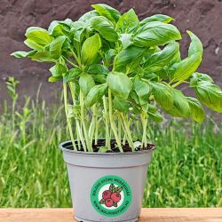  Bazsalikom (Ocimum basilicum)