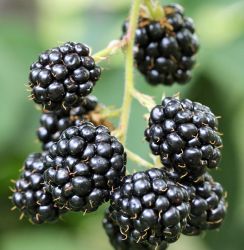  Black Satin szeder (Rubus fruticosus)  tskementes