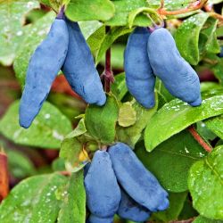  Blue Banana mzbogy (Lonicera caerulea)