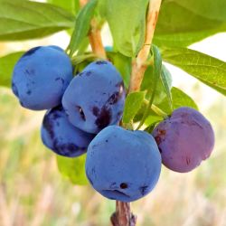  Blue Treasure mzbogy (Lonicera caerulea)