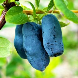  Boreal Beauty mzbogy (Lonicera caerulea)