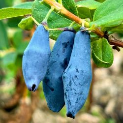  Boreal Blizzard mzbogy (Lonicera caerulea)