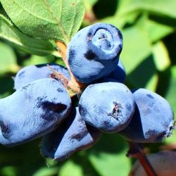  Borealis mzbogy (Lonicera caerulea)