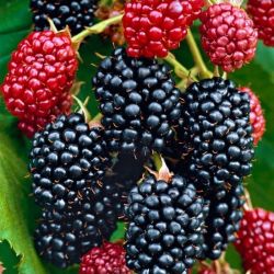  Szeder (Rubus fruticosus)