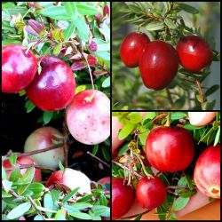  Tzegfonya csomag (Cranberry)
