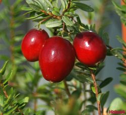  Amerikai tzegfonya (Cranberry)