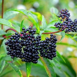  Sampo fekete bodza (Sambucus nigra)