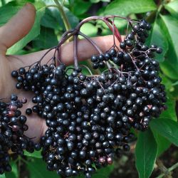  Samyl fekete bodza (Sambucus nigra)