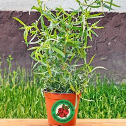  Francia trkony (Artemisia dracunculus)