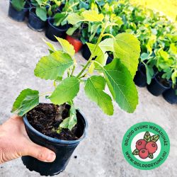  Michurinska-10 fge (Ficus carica)