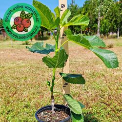  Michurinska-10 fge (Ficus carica)