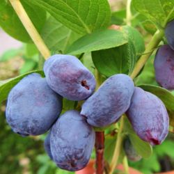  Giant`s Heart mzbogy (Lonicera caerulea)