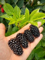  Glorniva szeder (Rubus fruticosus)  tskementes
