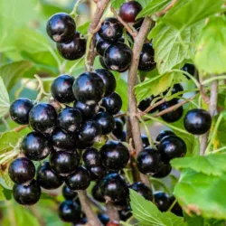  Gulliver fekete ribizli (Ribes nigrum)