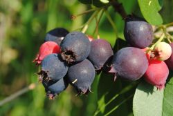 Honeywood mzalmcska (Amelanchier alnifolia)
