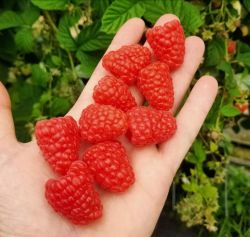  Mlna (Rubus idaeus)
