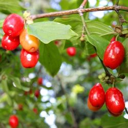  Aurea hsos som (Cornus mas)