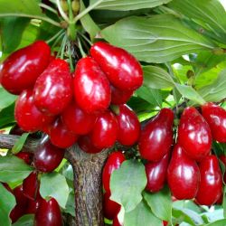  Jolico hsos som (Cornus mas)