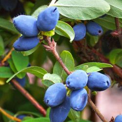  Indigo Gem mzbogy (Lonicera caerulea)