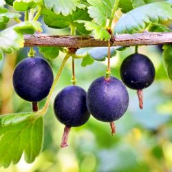  Josta (Ribes nigrolaria)
