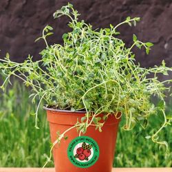  Kerti kakukkf (Thymus vulgaris)