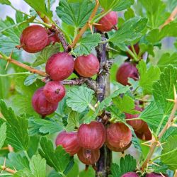  Kamieniar egres (Ribes uva-crispa)