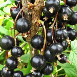  Karina fekete ribizli (Ribes nigrum)