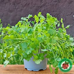  Koriander (Coriandrum sativum)