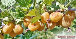  Kursu Dzintar egres (Ribes uva-crispa)