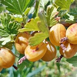  Kursu Dzintar egres (Ribes uva-crispa)