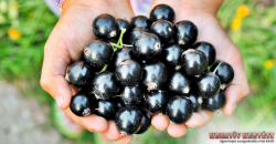  Fekete ribizli (Ribes nigrum)