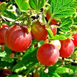  Mazerkskota egres  kevs tvis fajta (Ribes uva-crispa)