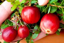  Mc Farlin tzegfonya (Vaccinium macrocarpon)