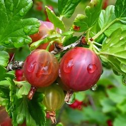  Pax egres - tskementes (Ribes uva-crispa)